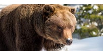 Bear Awareness (Virtual Reality)