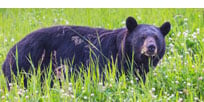 Wildlife Awareness