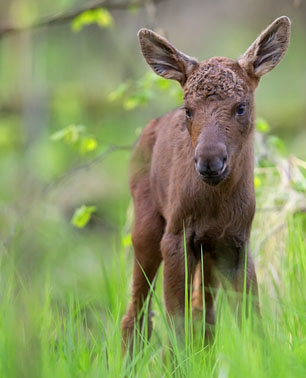 Wildlife Awareness
