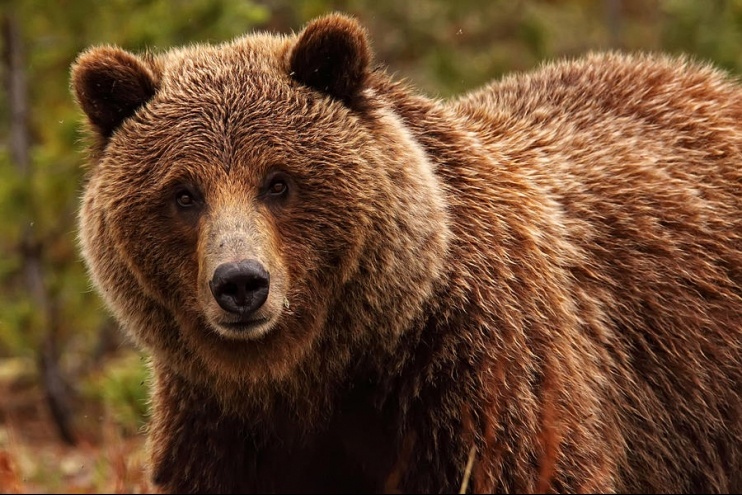 Bear Awareness Training | Irwin's Safety