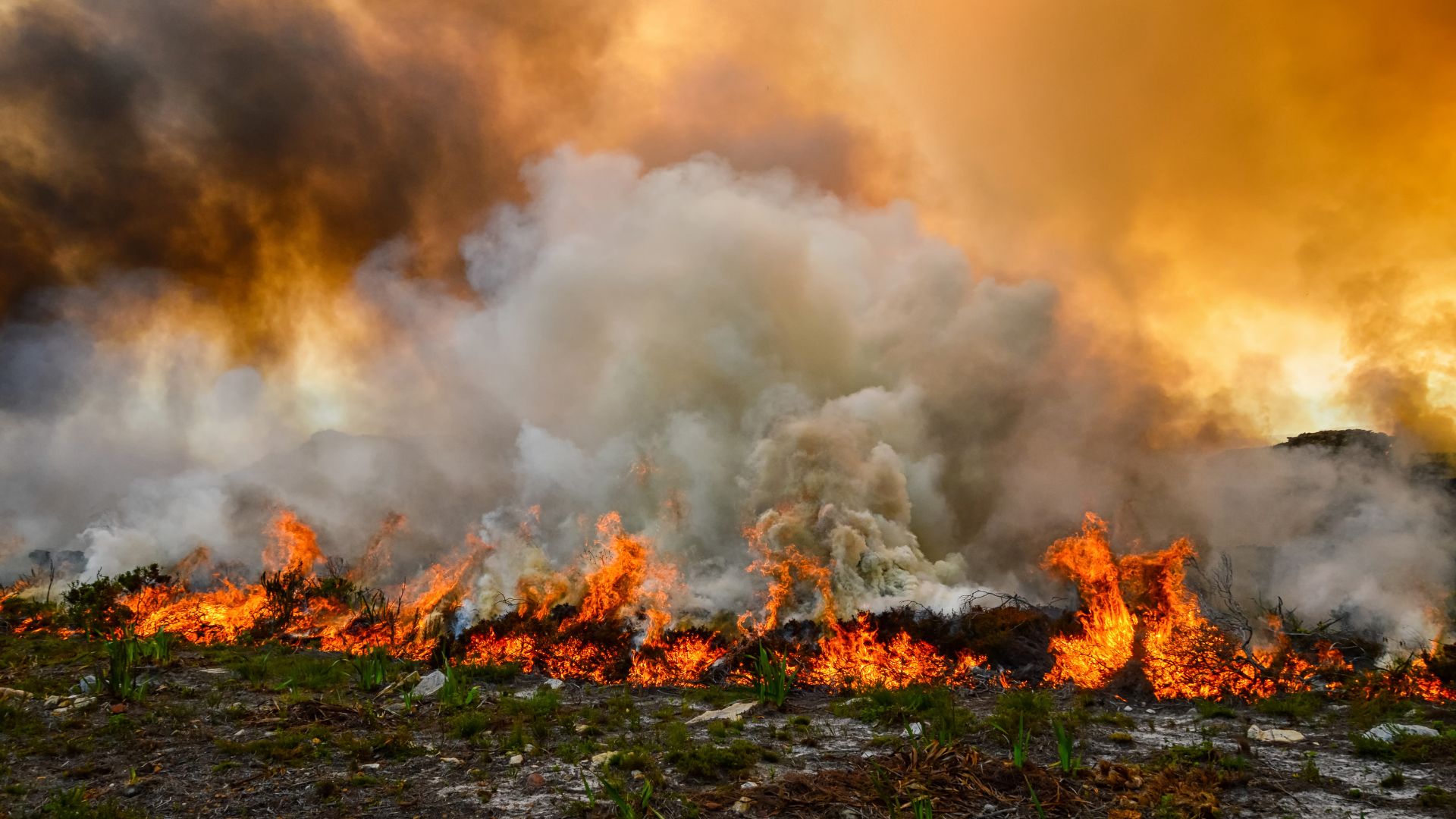 Wildfire Training